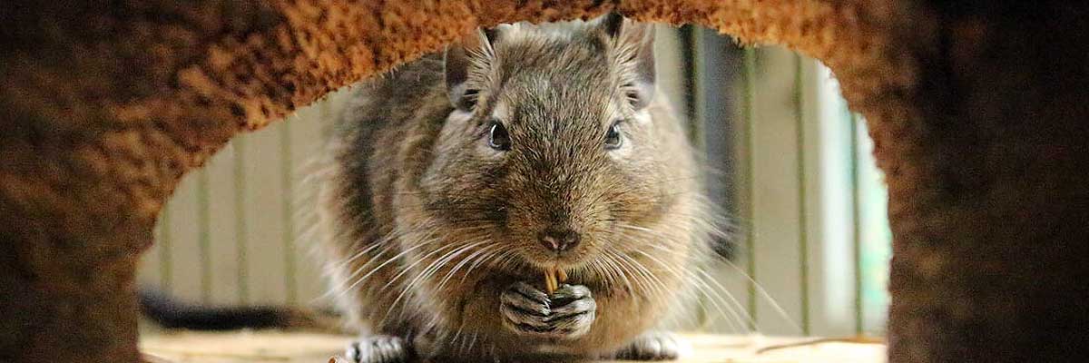 Tierschutzbündnis Sachsen Degu